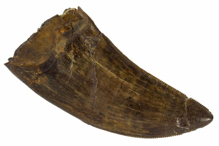 Serrated, Tyrannosaur Tooth - Judith River Formation, Montana #114009